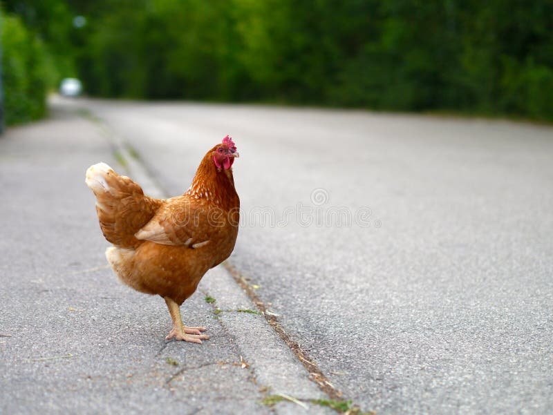 Cel mai bun chicken road romania în Romania